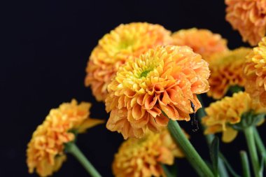 Yaz bahçesindeki güzel çiçeklerin yakın plan görüntüsü, doğa konsepti.