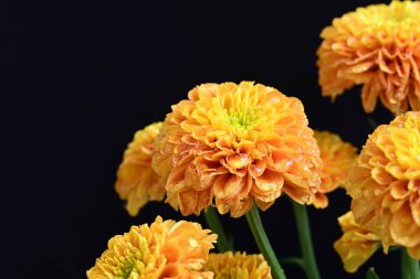 Sarı turuncu kasımpatı çiçekleri siyah arkaplanda 