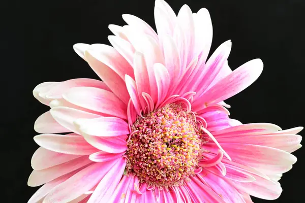 güzel pembe çiçek siyah arkaplanda 