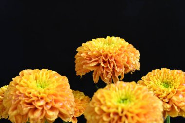 Sarı turuncu kasımpatı çiçekleri siyah arkaplanda 