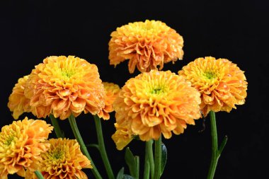 Sarı turuncu kasımpatı çiçekleri siyah arkaplanda 