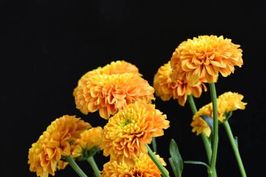 Sarı turuncu kasımpatı çiçekleri siyah arkaplanda 