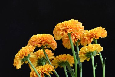 Sarı turuncu kasımpatı çiçekleri siyah arkaplanda 