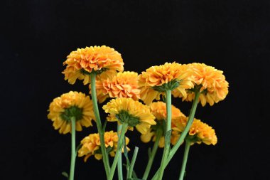 Sarı turuncu kasımpatı çiçekleri siyah arkaplanda 