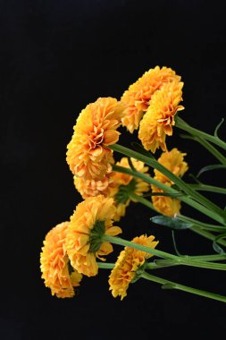 Sarı turuncu kasımpatı çiçekleri siyah arkaplanda 