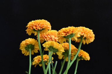 Sarı turuncu kasımpatı çiçekleri siyah arkaplanda 