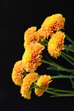 Sarı turuncu kasımpatı çiçekleri siyah arkaplanda 