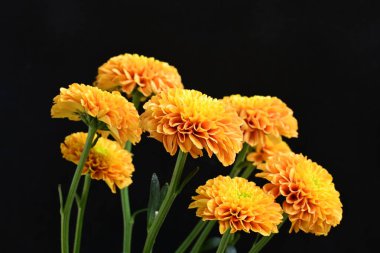 Sarı turuncu kasımpatı çiçekleri siyah arkaplanda 