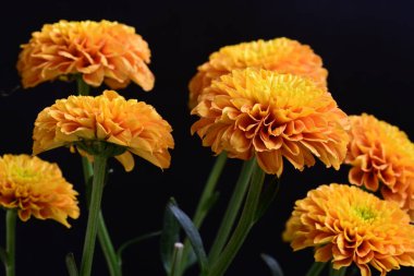 Sarı turuncu kasımpatı çiçekleri siyah arkaplanda 