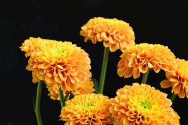 Sarı turuncu kasımpatı çiçekleri siyah arkaplanda 