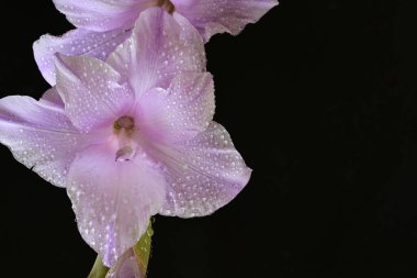güzel mor gladiolus çiçekleri siyah arkaplanda 
