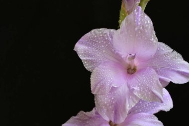 Siyah arka planda mor gladiolus çiçekleri.