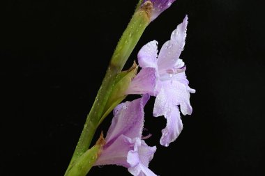 Siyah arka planda mor gladiolus çiçekleri.