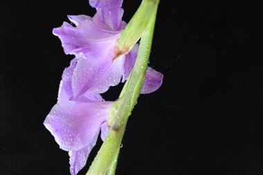 güzel mor gladiolus çiçekleri siyah arkaplanda 