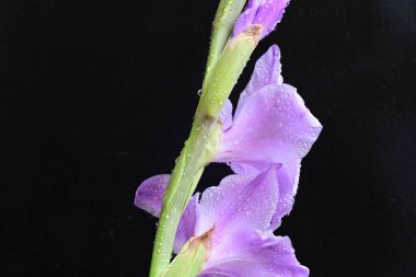 Siyah arkaplana karşı dizilmiş mor gladiolus çiçekleri çarpıcı bir görsel karşıtlık yaratır.