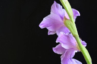 güzel mor gladiolus çiçekleri siyah arkaplanda 