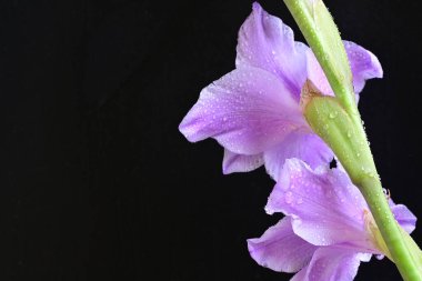 Siyah arkaplana karşı dizilmiş mor gladiolus çiçekleri çarpıcı bir görsel karşıtlık yaratır.