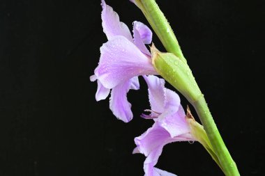 Siyah arka planda mor gladiolus çiçekleri.