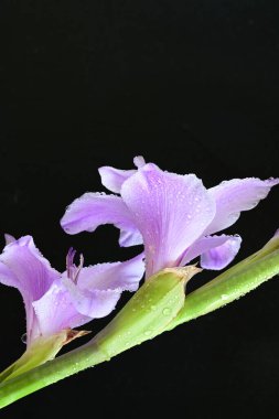 Siyah arka planda mor gladiolus çiçekleri.