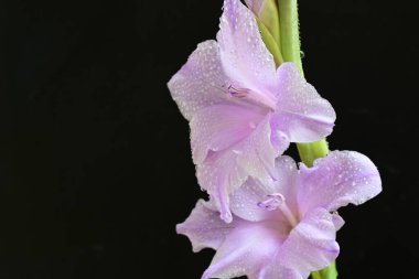 Siyah arka planda mor gladiolus çiçekleri.