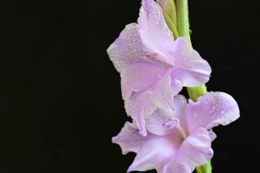 Siyah arkaplana karşı dizilmiş mor gladiolus çiçekleri çarpıcı bir görsel karşıtlık yaratır.