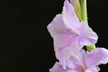 Siyah arkaplana karşı dizilmiş mor gladiolus çiçekleri çarpıcı bir görsel karşıtlık yaratır.