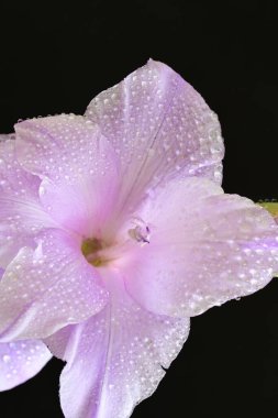 Siyah arkaplana karşı dizilmiş mor gladiolus çiçekleri çarpıcı bir görsel karşıtlık yaratır.