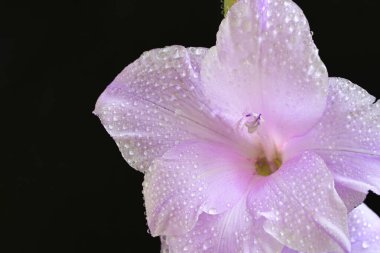 Eflatun gladiolus çiçekleri çarpıcı bir siyah arkaplan karşısında güzel bir şekilde düzenlenir çarpıcı bir görsel karşıtlık yaratır.
