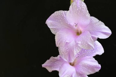 Eflatun gladiolus çiçekleri çarpıcı bir siyah arkaplan karşısında güzel bir şekilde düzenlenir çarpıcı bir görsel karşıtlık yaratır.