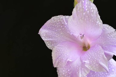 Siyah arka planda mor gladiolus çiçekleri.