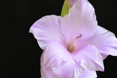 Siyah arka planda mor gladiolus çiçekleri.