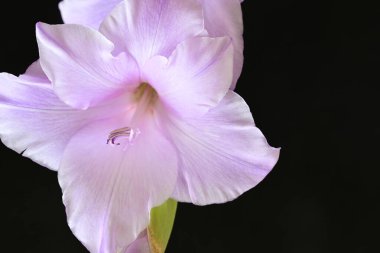 Eflatun gladiolus çiçekleri çarpıcı bir siyah arkaplan karşısında güzel bir şekilde düzenlenir çarpıcı bir görsel karşıtlık yaratır.