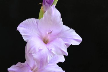 Eflatun gladiolus çiçekleri çarpıcı bir siyah arkaplan karşısında güzel bir şekilde düzenlenir çarpıcı bir görsel karşıtlık yaratır.