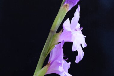 Eflatun gladiolus çiçekleri çarpıcı bir siyah arkaplan karşısında güzel bir şekilde düzenlenir çarpıcı bir görsel karşıtlık yaratır.