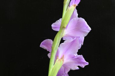 Siyah arka planda mor gladiolus çiçekleri.