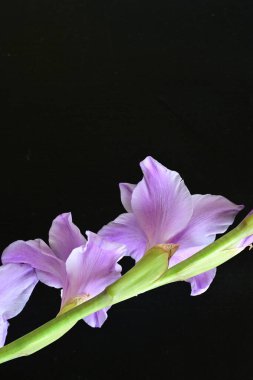 Siyah arkaplana karşı dizilmiş mor gladiolus çiçekleri çarpıcı bir görsel karşıtlık yaratır.
