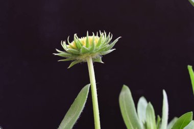 Yaz bahçesindeki güzel çiçeklerin yakın plan görüntüsü, doğa konsepti.