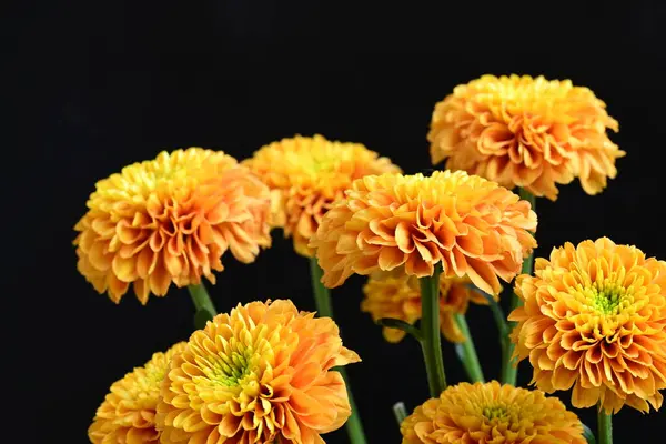 Sarı turuncu kasımpatı çiçekleri siyah arkaplanda 