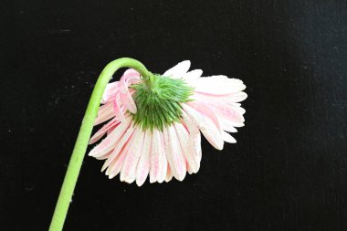 Siyah arka planda bir gerbera çiçeği  