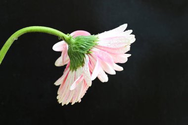 Siyah arka planda bir gerbera çiçeği  