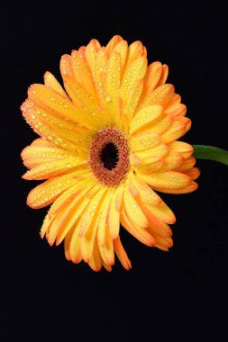 Siyah arka planda bir sarı gerbera çiçeği 