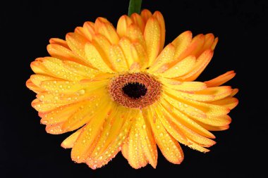 Siyah arka planda bir sarı gerbera çiçeği 