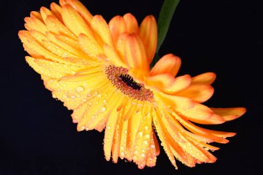 Siyah arka planda bir sarı gerbera çiçeği 