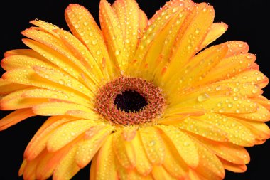 Siyah arka planda bir sarı gerbera çiçeği 