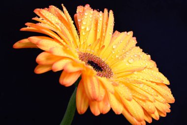 Siyah arka planda bir sarı gerbera çiçeği 