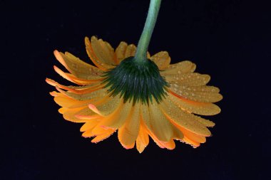 Siyah arka planda bir sarı gerbera çiçeği 