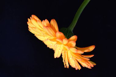 Siyah arka planda bir sarı gerbera çiçeği 