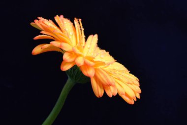 Siyah arka planda bir sarı gerbera çiçeği 