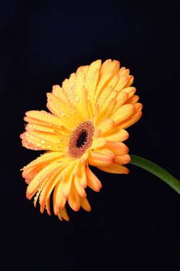 Siyah arka planda bir sarı gerbera çiçeği 