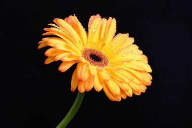 Siyah arka planda bir sarı gerbera çiçeği 